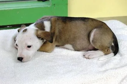 A baby medium-sized female Terrier dog named Prada for adoption in Picayune, MS