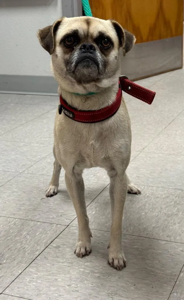 An adult medium-sized male Pug dog named Kj for adoption in Sorrento, LA