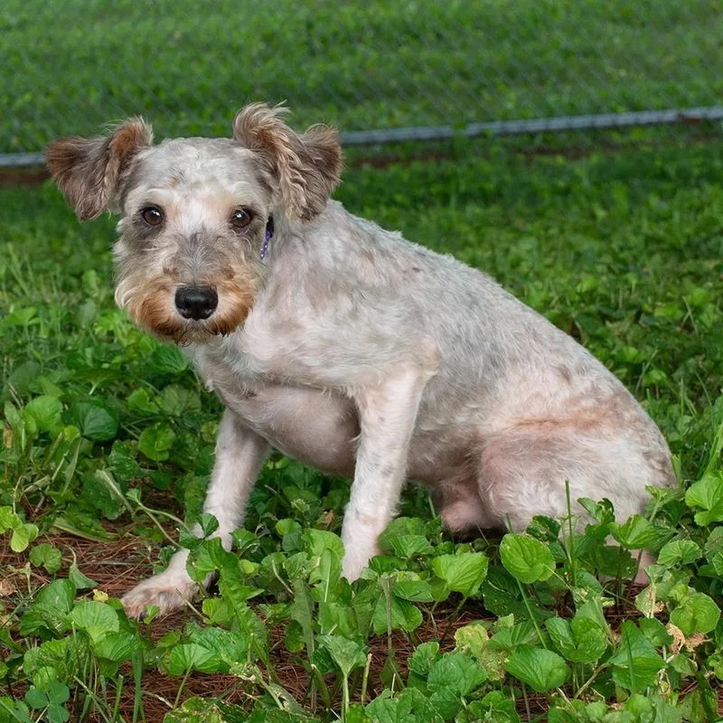 An adult medium-sized male Terrier dog named Luca for adoption in Troy, OH