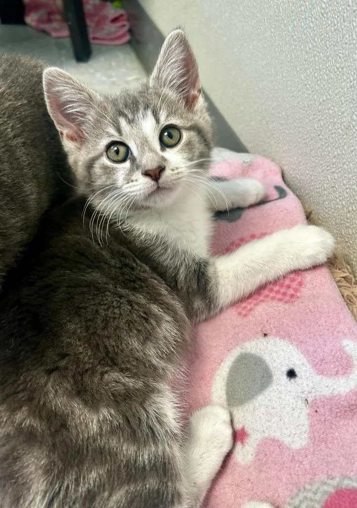 A baby large-sized male Domestic Short Hair cat named Cardan for adoption in New Philadelphia, OH