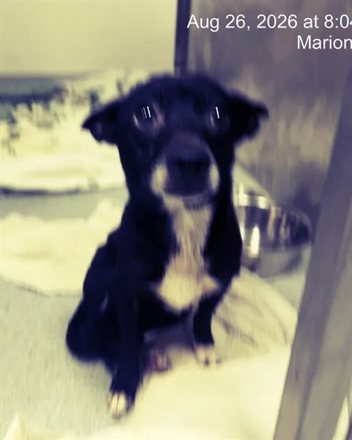 A senior small-sized female Chihuahua dog named Blueberry for adoption in Ocala, FL
