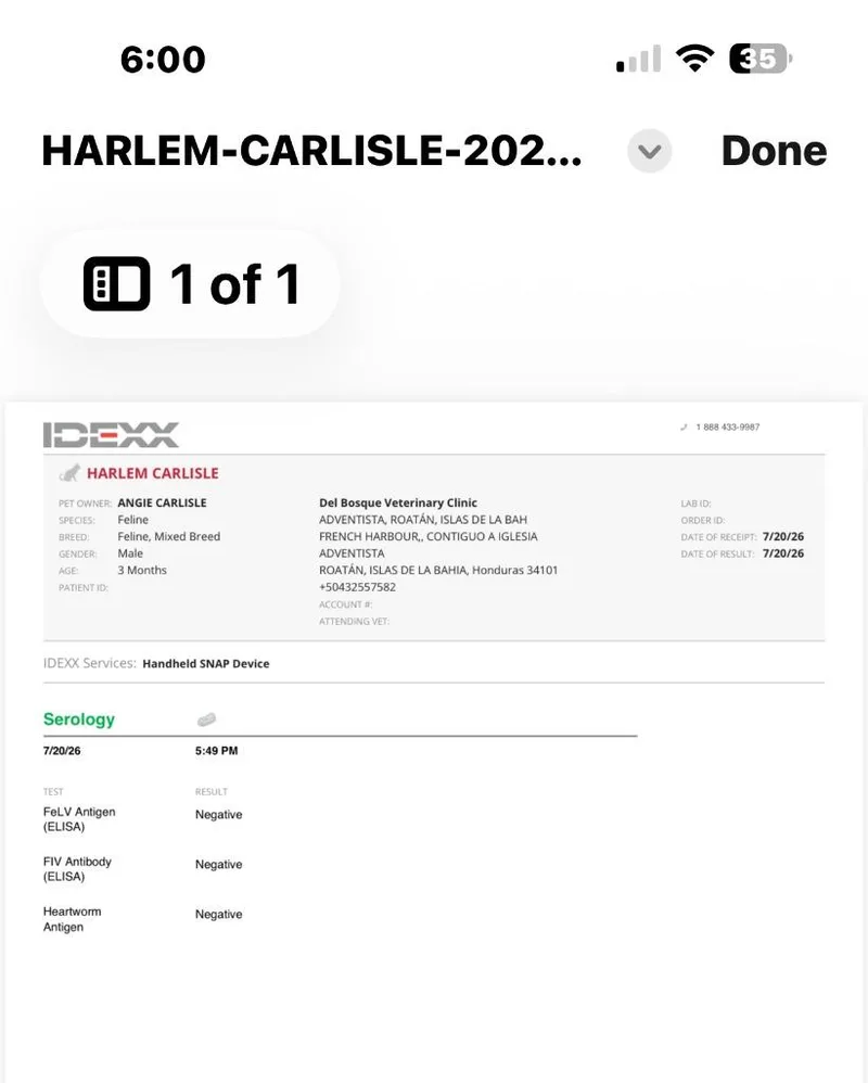 Harlem