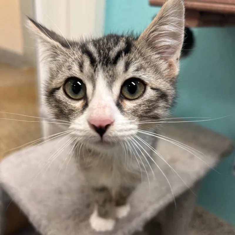 A baby small-sized male Brown / Chocolate Domestic Short Hair cat named Jasper for adoption in Fresno, CA