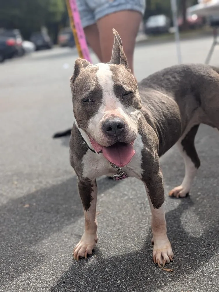 An adult medium-sized female Gray / Blue / Silver American Bully dog named Bleu Cheese for adoption in Statesville, NC