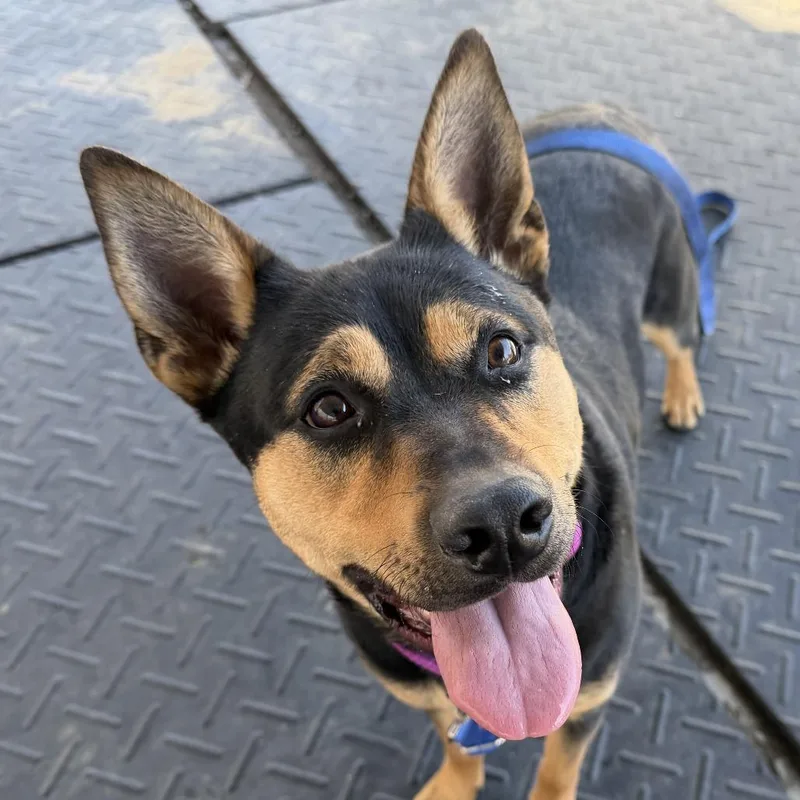 Maisey Jane thumbnail 2