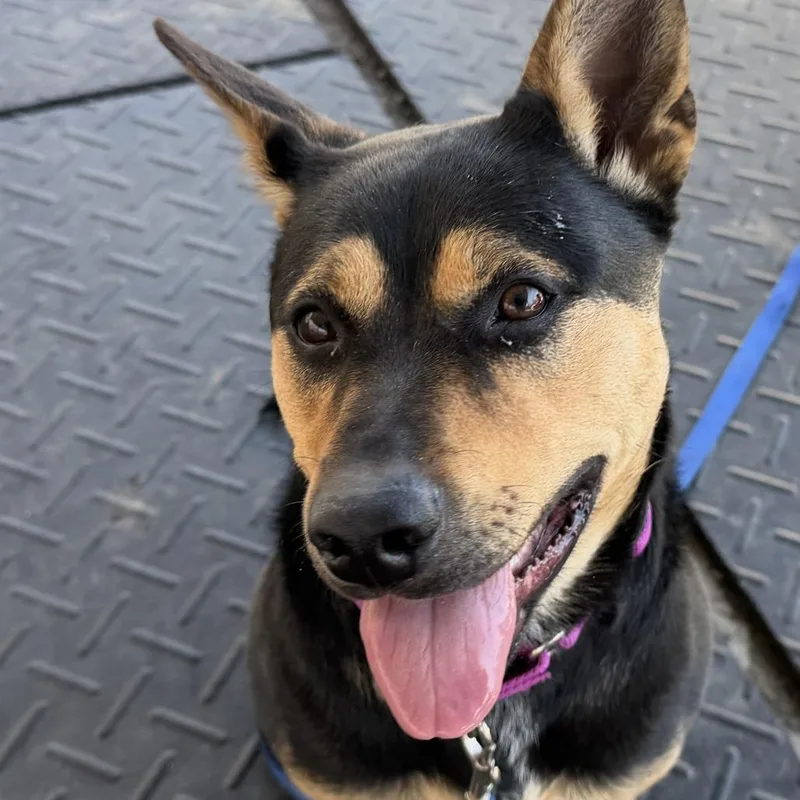 Maisey Jane thumbnail 3