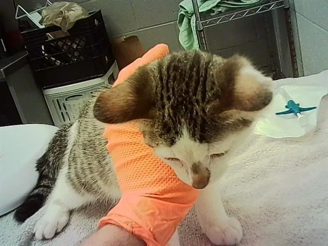 A baby small-sized female Domestic Short Hair cat named Belly for adoption in Indianapolis, IN