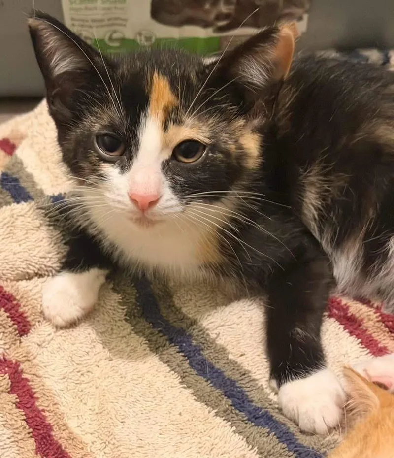 A baby medium-sized female Calico cat named Berry for adoption in Calera, AL