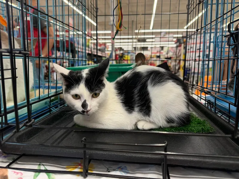 A young small-sized male Black & White / Tuxedo Manx cat named Gracen for adoption in Perth Amboy , NJ