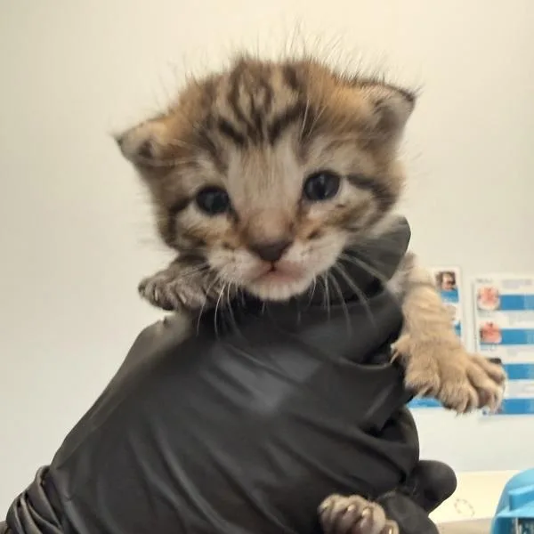 A baby small-sized female Domestic Short Hair cat named Laurel for adoption in San Diego, CA