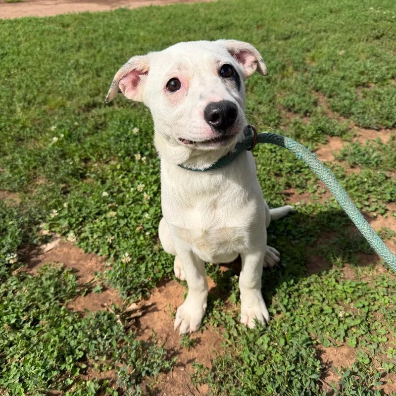 A baby small-sized female White / Cream Shepherd dog named Summer for adoption in Stillwater, OK