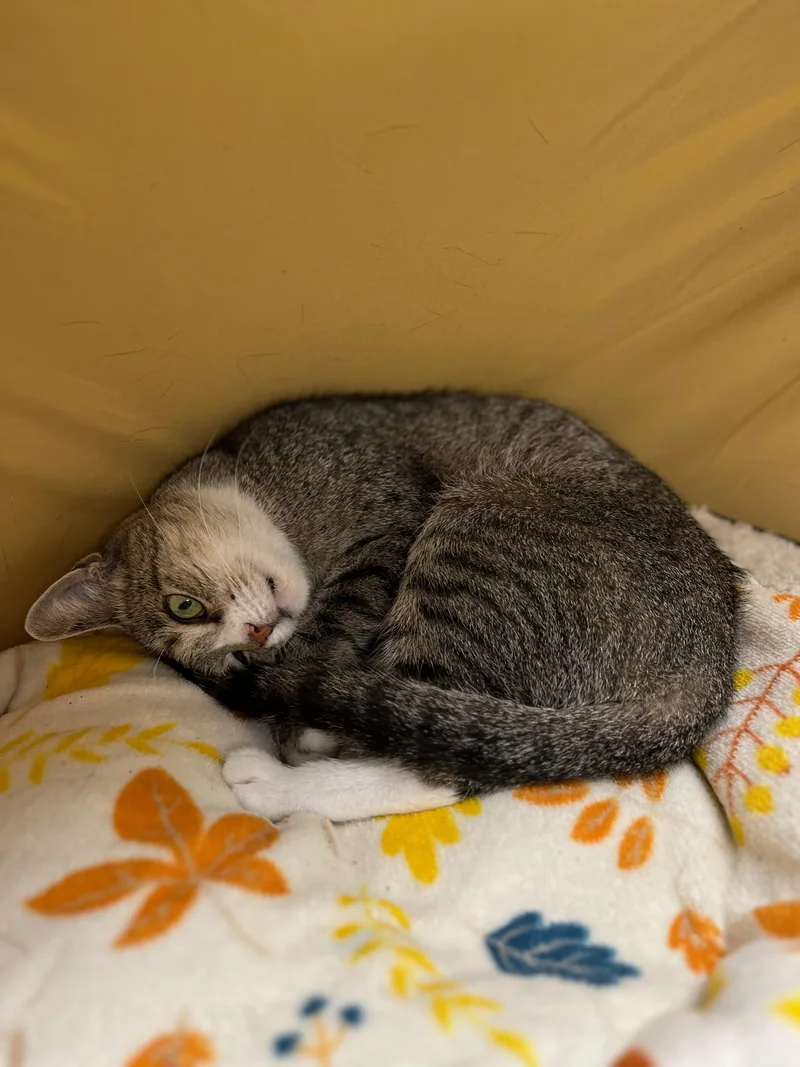 An adult medium-sized female Tabby (Brown / Chocolate) Domestic Short Hair cat named Cresselia for adoption in Richmond, KY