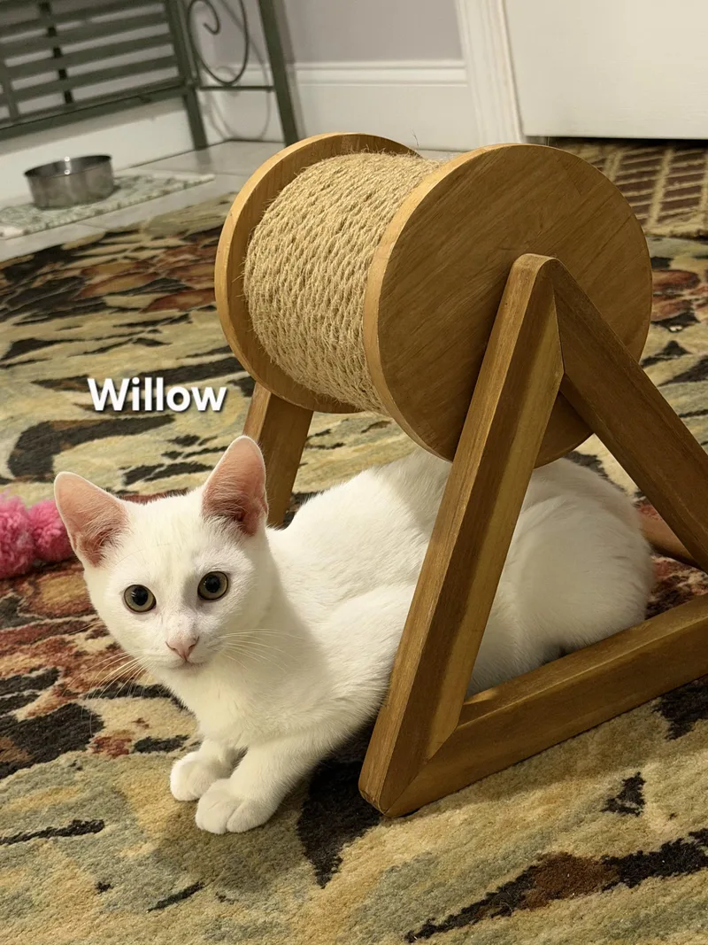 A baby medium-sized male White Domestic Short Hair cat named Jasper  Shelby  for adoption in Temple, PA