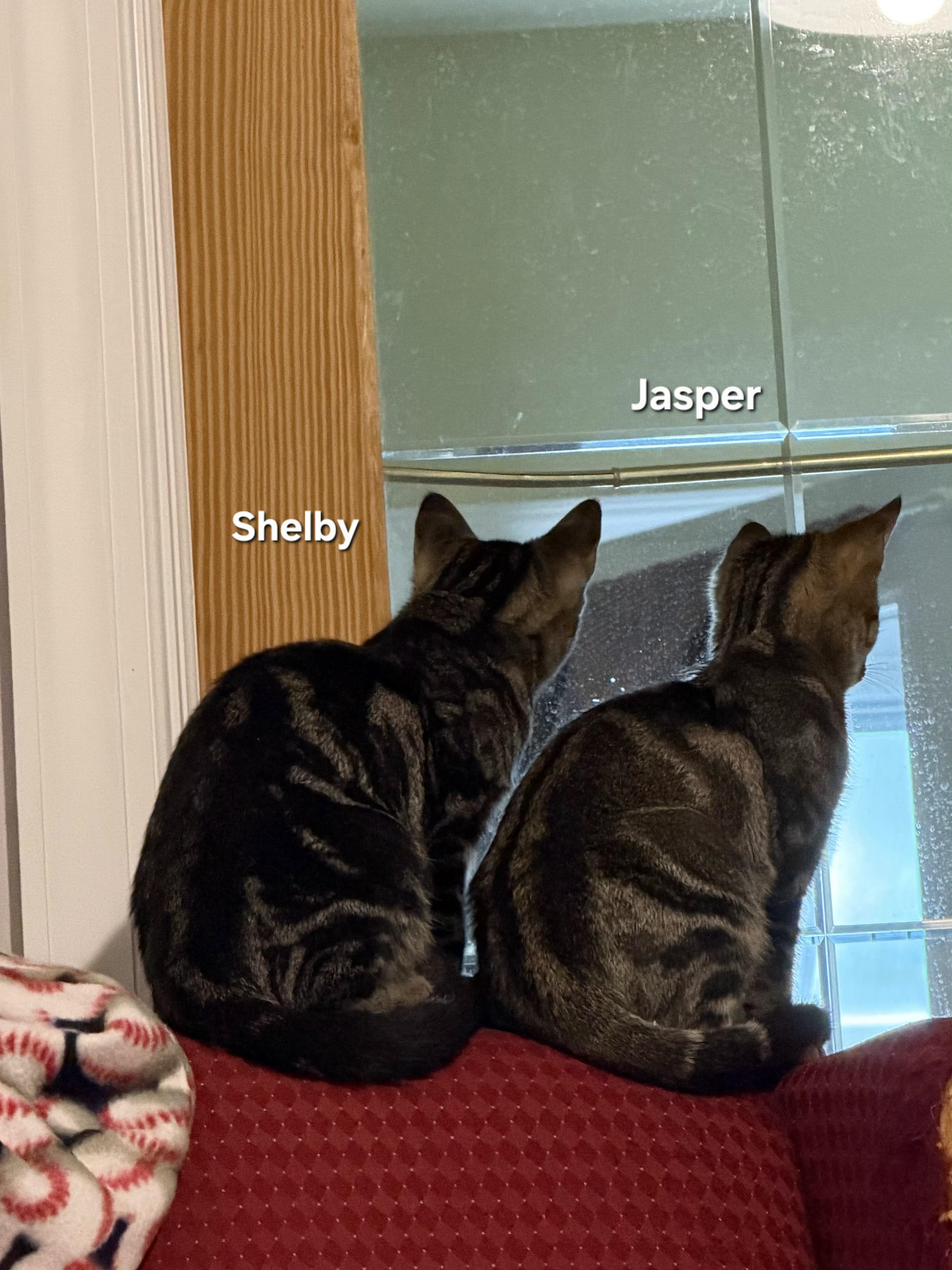 Jasper  Shelby  thumbnail 3