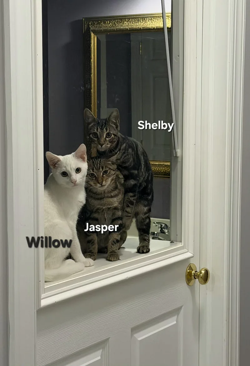 Jasper  Shelby  thumbnail 4