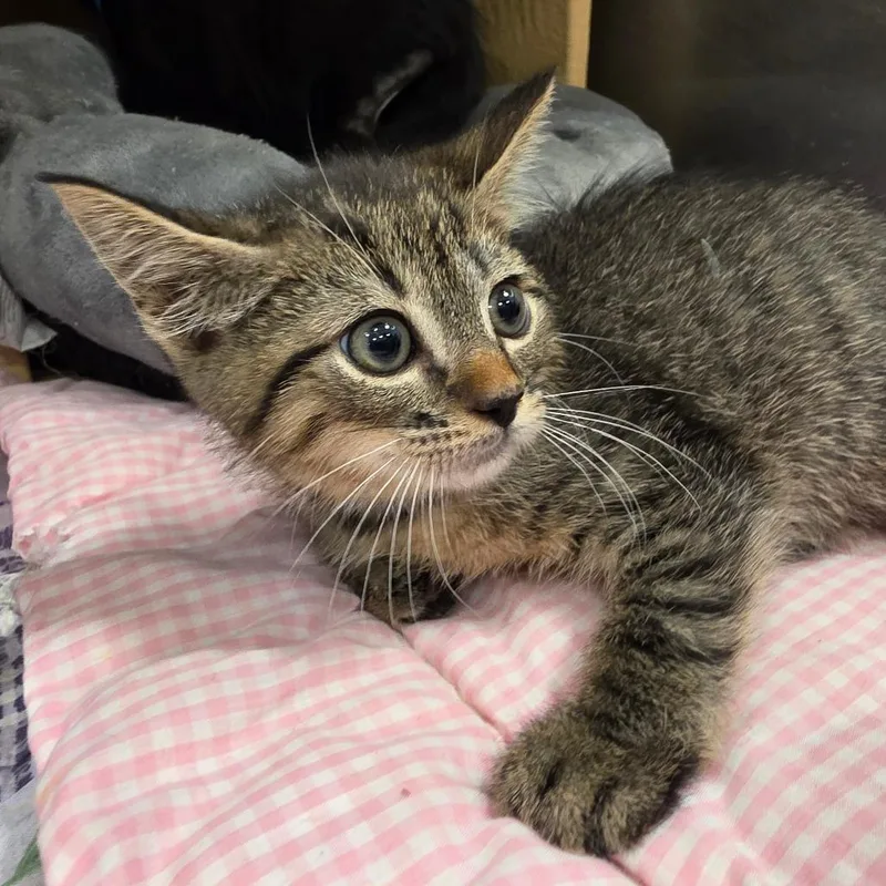 A baby small-sized male Brown / Chocolate Domestic Short Hair cat named Romeo for adoption in Melrose, FL