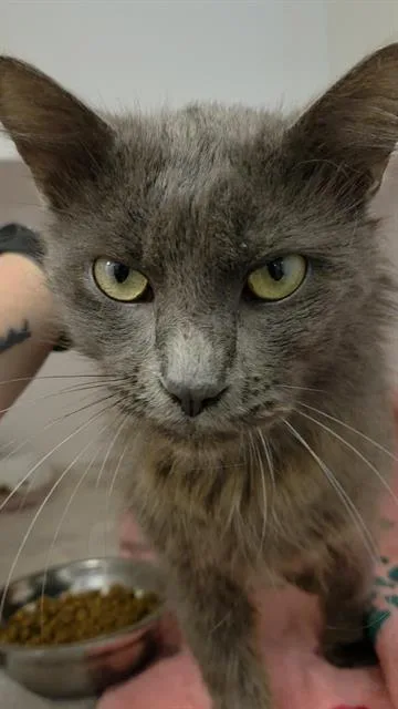 A young small-sized male Domestic Short Hair cat named David for adoption in Indianapolis, IN