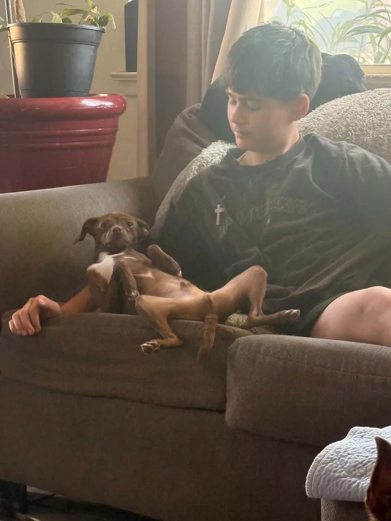 A baby small-sized male Brown / Chocolate Chihuahua dog named Spidey for adoption in Beavercreek, OR
