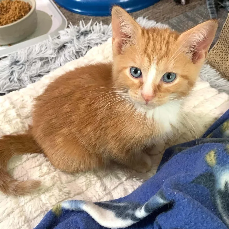 A baby small-sized male Orange / Red Domestic Short Hair cat named Billy for adoption in DeKalb, IL
