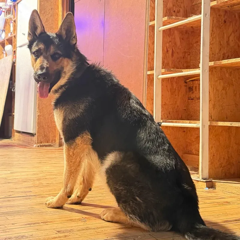 A young large-sized male Black German Shepherd Dog dog named Thor for adoption in New Ringgold, PA
