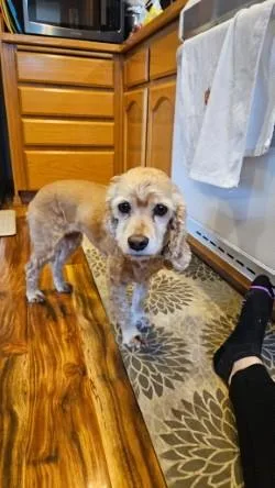 An adult small-sized female Cocker Spaniel dog named Lulu for adoption in Hillsboro, OR