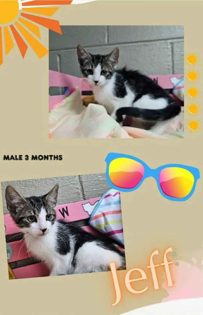 A baby small-sized male Domestic Short Hair cat named Jeff for adoption in Blountville, TN