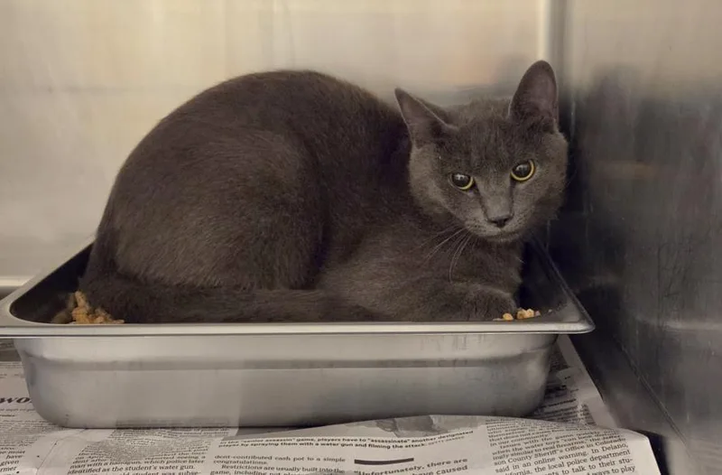 An adult medium-sized male Domestic Short Hair cat named Cody for adoption in Hagerstown, MD