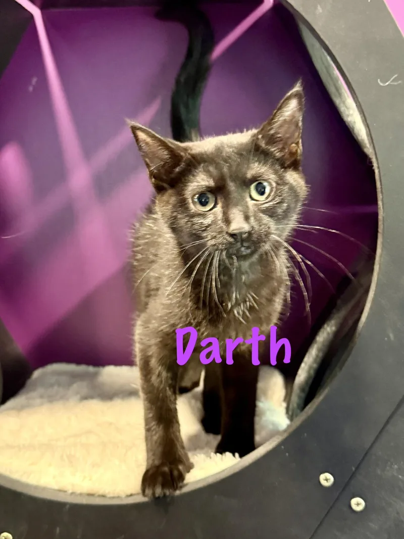 A baby medium-sized male Black Domestic Short Hair cat named Darth for adoption in Frewsburg, NY