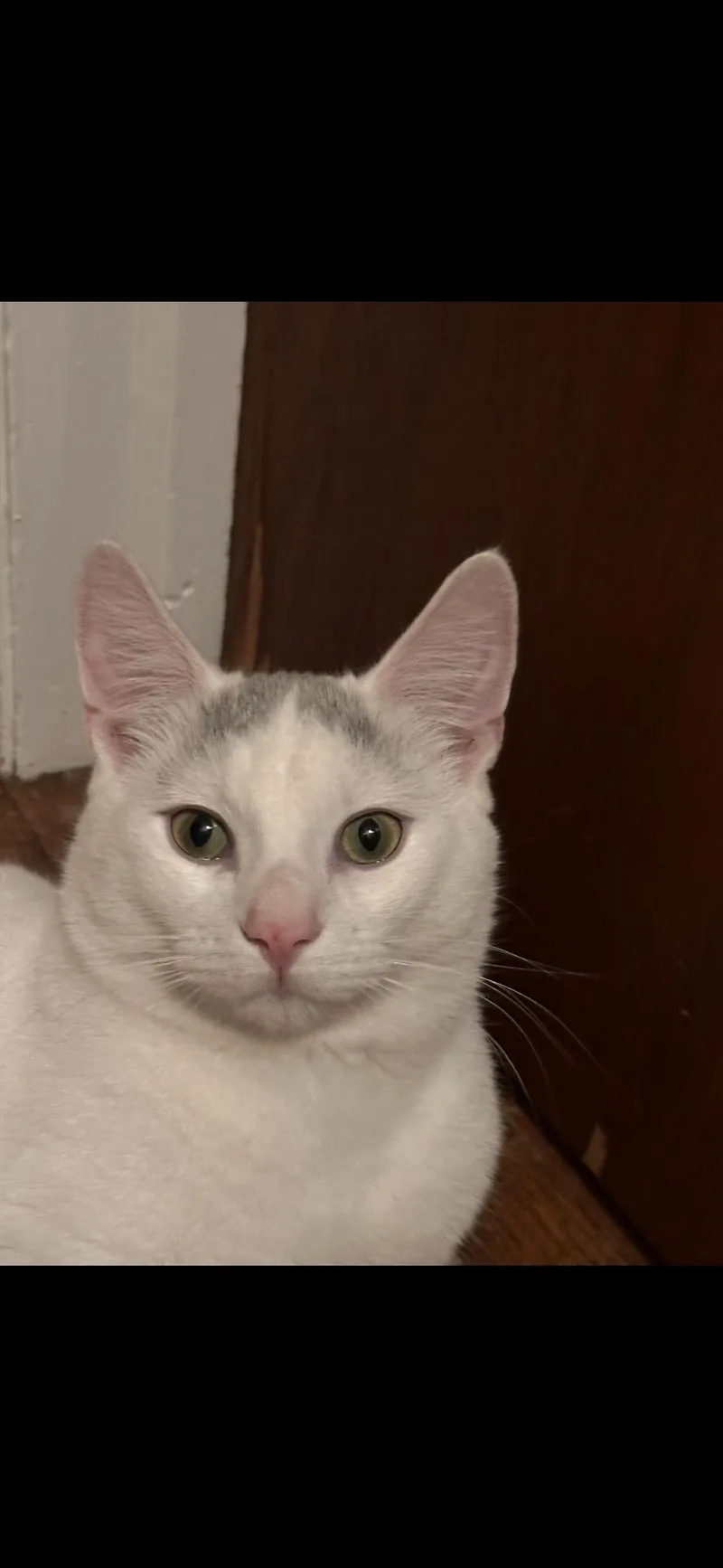 A young medium-sized male Domestic Medium Hair cat named Gunner for adoption in Stamford, CT