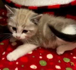 A baby medium-sized female Tabby (Gray / Blue / Silver) Domestic Short Hair cat named Calligraphy for adoption in Mason City, IA