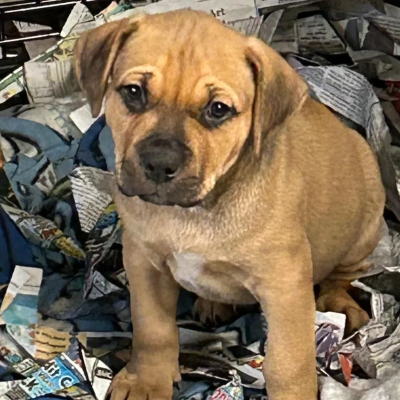 A baby medium-sized male Mixed Breed dog named Jolly Olly Orange for adoption in DeKalb, IL
