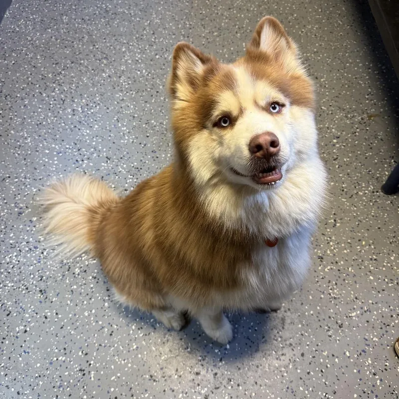 Koda