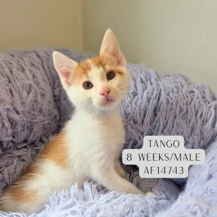Tango