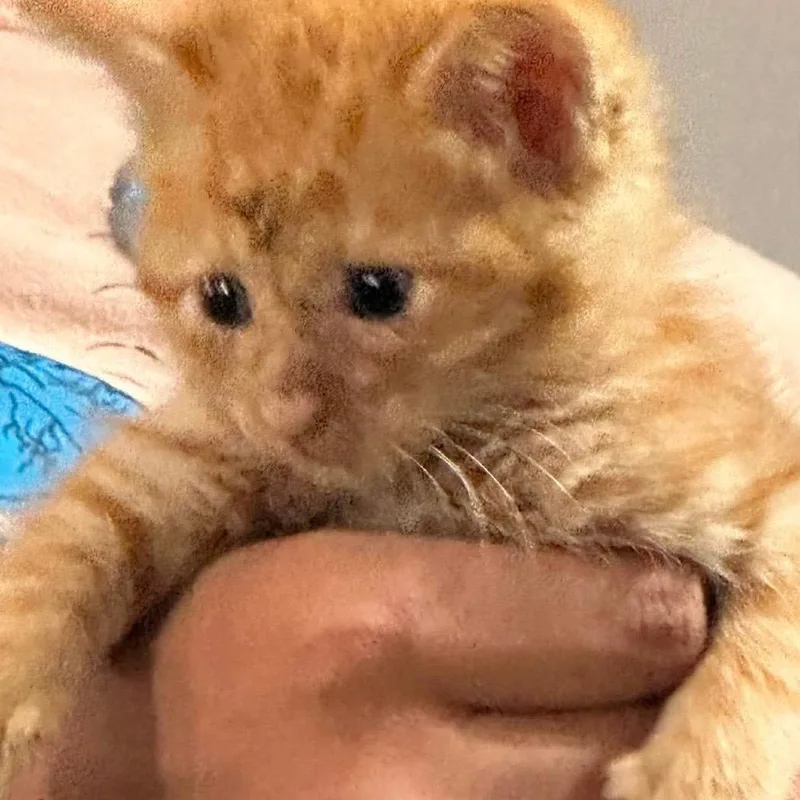 Kit