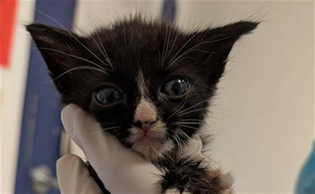 A baby small-sized male Domestic Short Hair cat named Jet for adoption in Bakersfield, CA