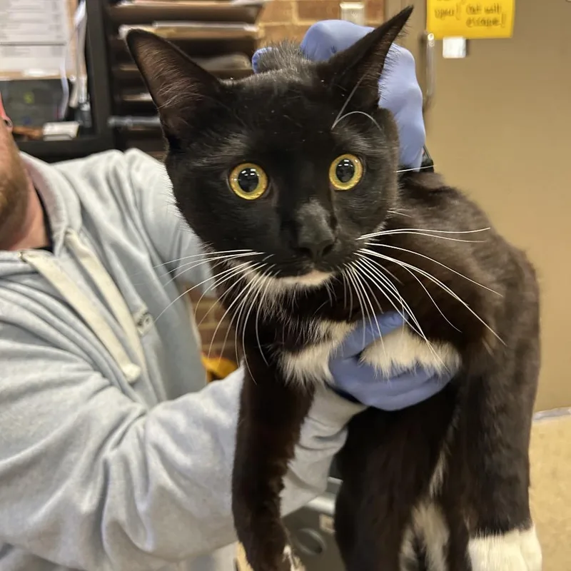 A young large-sized male Black Domestic Short Hair cat named Fred for adoption in Birmingham, AL