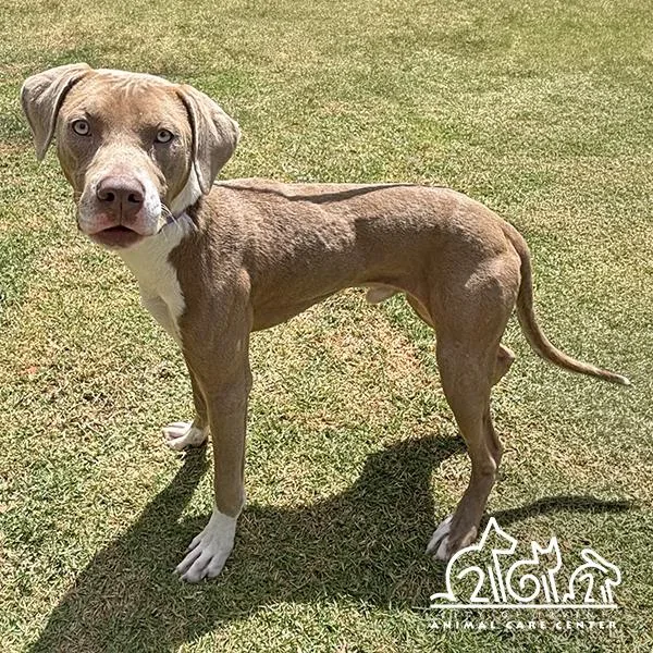 A young medium-sized male Pit Bull Terrier dog named Buster for adoption in Irvine, CA