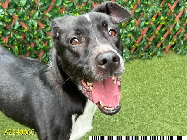 An adult extra large-sized male Mixed Breed dog named Milo for adoption in West Palm Beach, FL