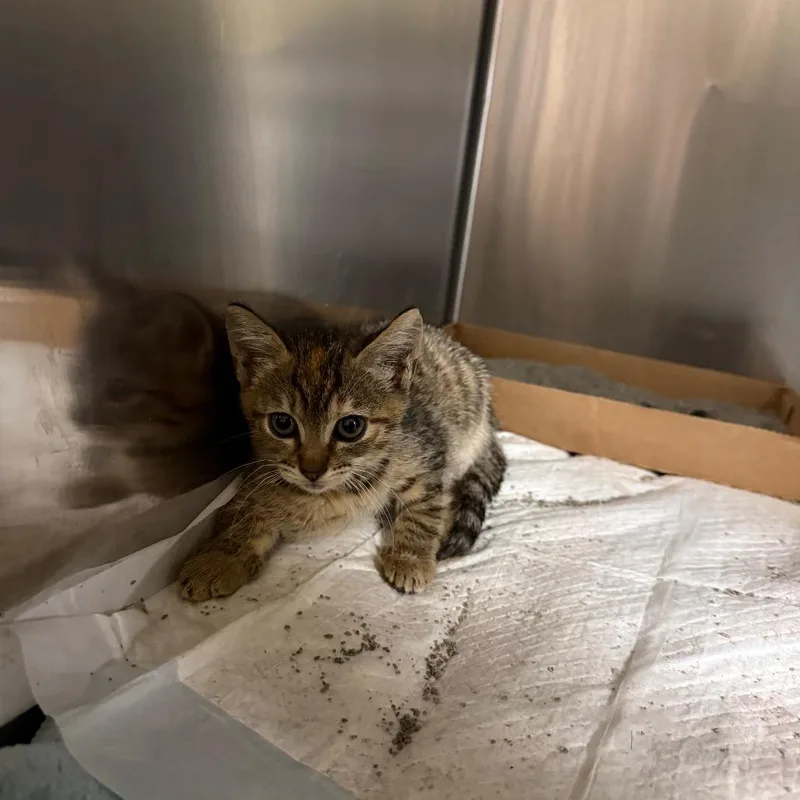 A baby small-sized female Torbie Domestic Short Hair cat named Boxer for adoption in Wahiawa, HI