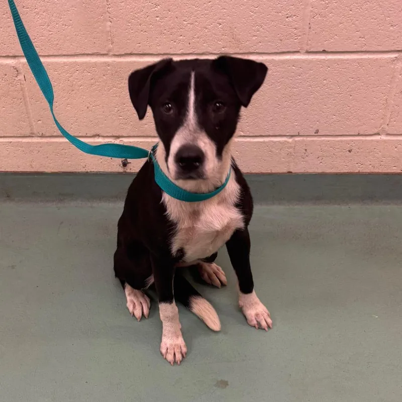 A baby medium-sized female Black Mixed Breed dog named Elara for adoption in Memphis, TN