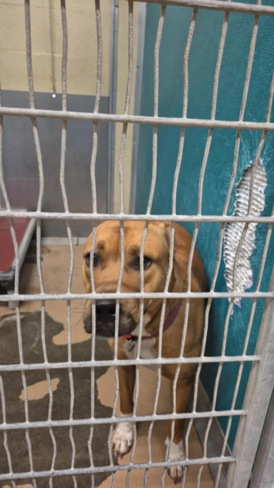 An adult large-sized female Pit Bull Terrier dog named Piper for adoption in Texas City, TX