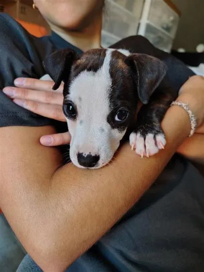 Roo  P thumbnail 2