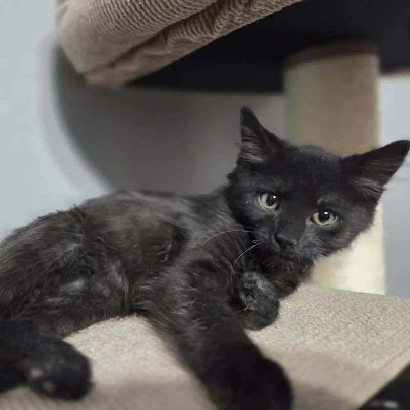 A baby medium-sized male Black Domestic Medium Hair cat named Goose for adoption in Loveland, CO