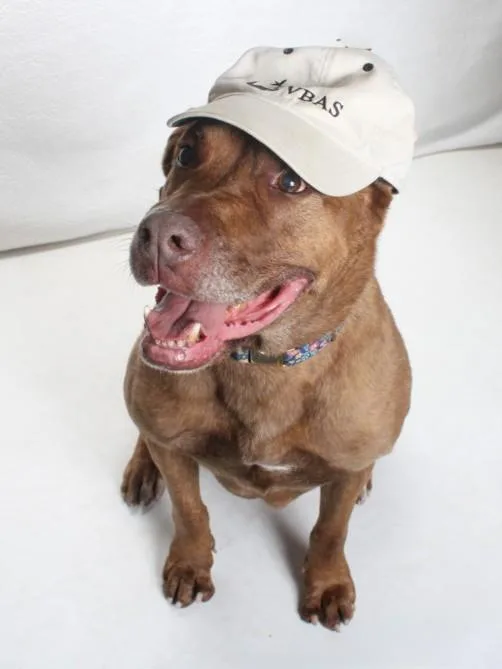 An adult large-sized female Labrador Retriever dog named Bertha for adoption in Burbank, CA