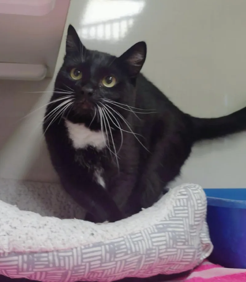 A young small-sized female Domestic Short Hair cat named Pepper for adoption in Corpus Christi, TX