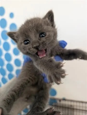 A baby small-sized male Domestic Short Hair cat named Zephyr for adoption in San Martin, CA