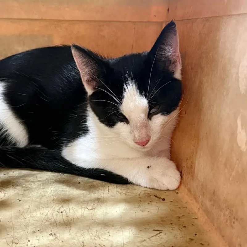 A baby medium-sized male Domestic Short Hair cat named Glitter Gel Pen for adoption in Republic, MO