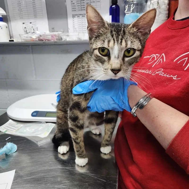 An adult medium-sized female Brown / Chocolate Domestic Short Hair cat named Rainbow for adoption in Summerville, SC