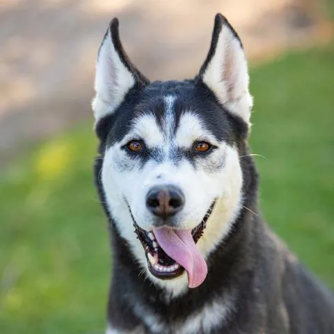 An adult large-sized male Siberian Husky dog named Bruno for adoption in Camarillo, CA