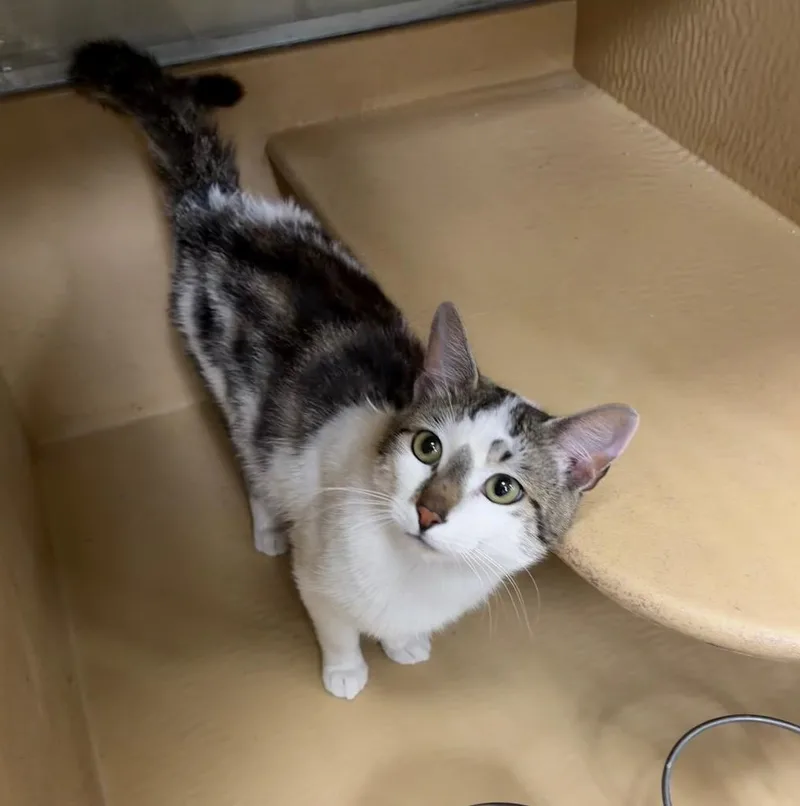 A young medium-sized male Domestic Short Hair cat named Clark for adoption in Fort Lupton, CO